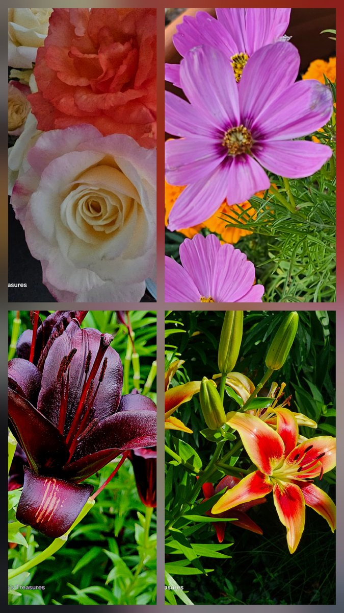 peg1_peg's tweet photo. #flowerphotography #SummerVibes #Zeneth #Kansas
Presently
7 min's past 13:20 solar noon
89°F
Heat Index 96°F
💐
In garden news,
Lilies and Roses sharing Best in Show award at today's garden glam parade 🥳 https://t.co/gJZg0sp19e