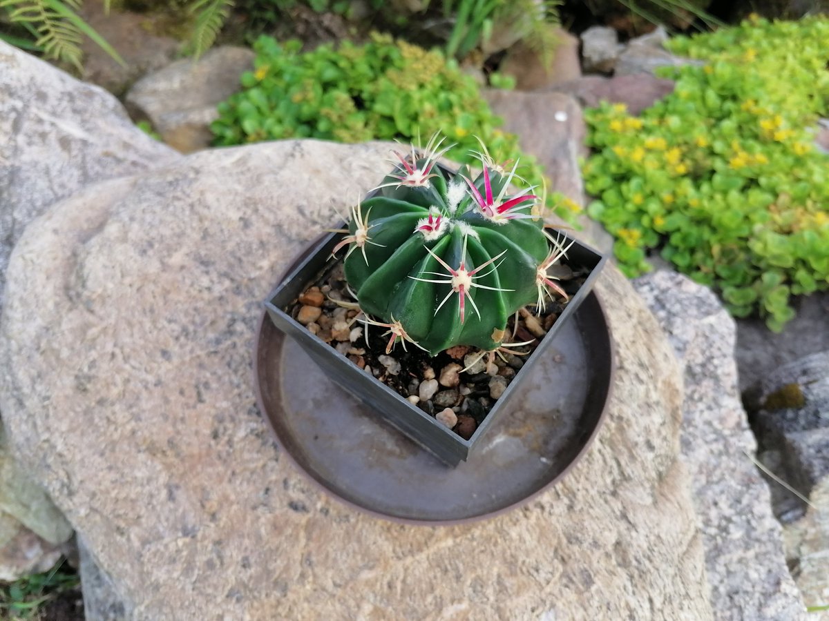 Martin936766240's tweet photo. Úterý 24.6.2025🌵🌵🌵🌤️ https://t.co/sQPTh25V6H