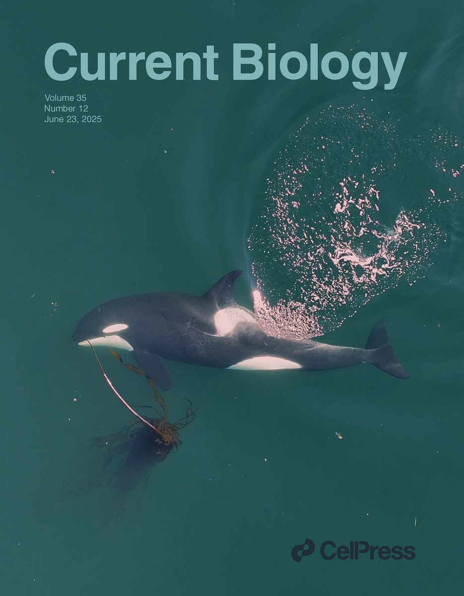 ElakhaA's tweet image. HUGE NEWS! Orcas have been documented using kelp as a &apos;cleaning tool&apos; in Washington - read more here: oregonlive.com/pacific-northw…

#kelp #washington #orca #southernresidents #orcas #marinemammals #kelpforest #bullkelp #marinescience