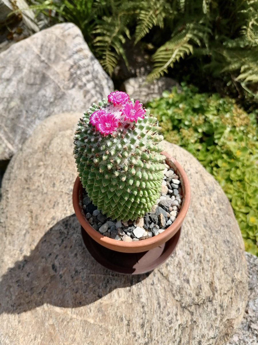 Martin936766240's tweet photo. Út. 24.6.2025 🌵🌵 https://t.co/jKC0ysQ1JU