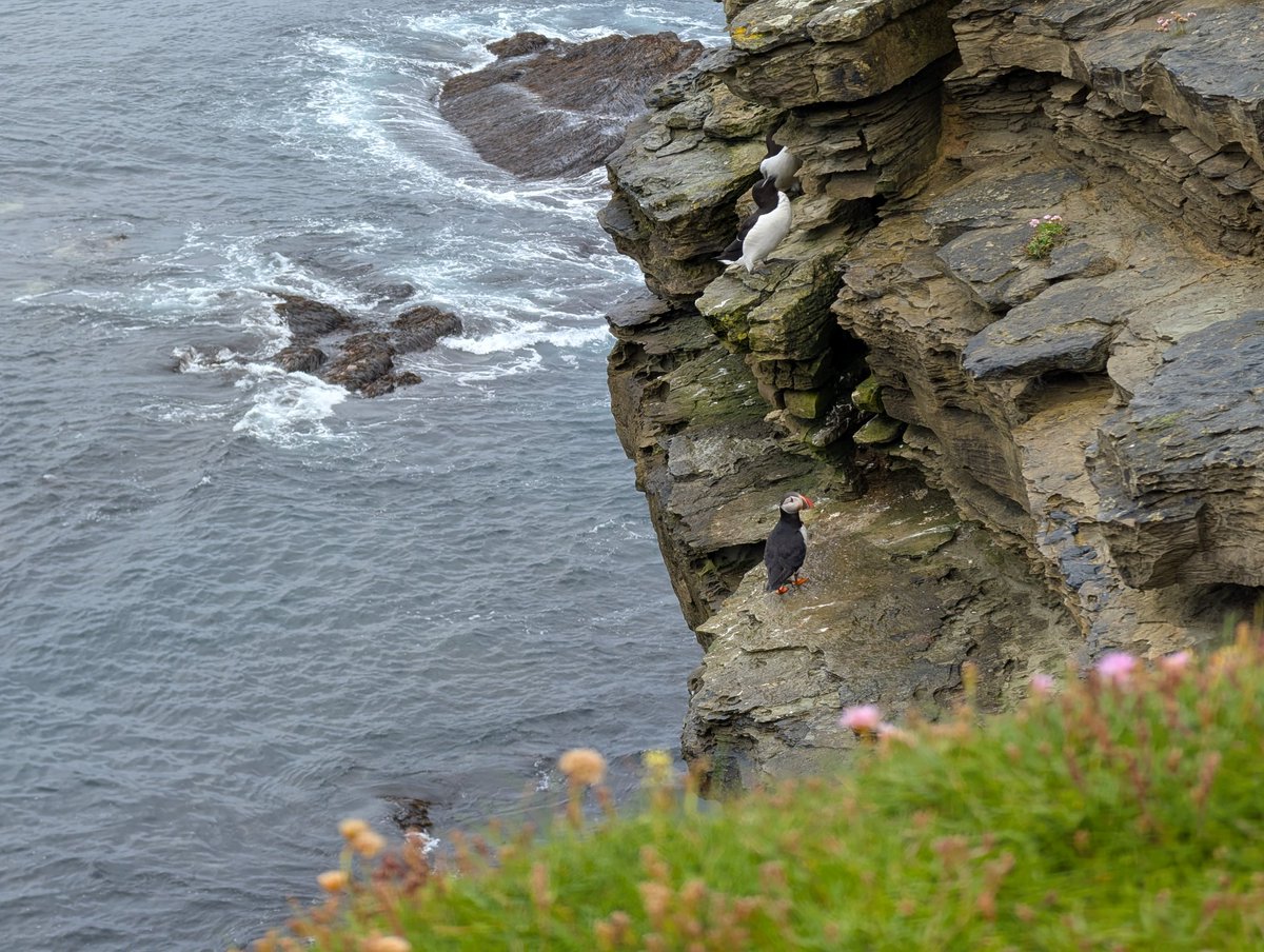 📸 Frailecillos en la isla de Birsay, archipiélago de las Orcadas, costa norte de Escocia 🏴󠁧󠁢󠁳󠁣󠁴󠁿.
¡Son tan adorables 🥰! 
#LoveGreatBritain