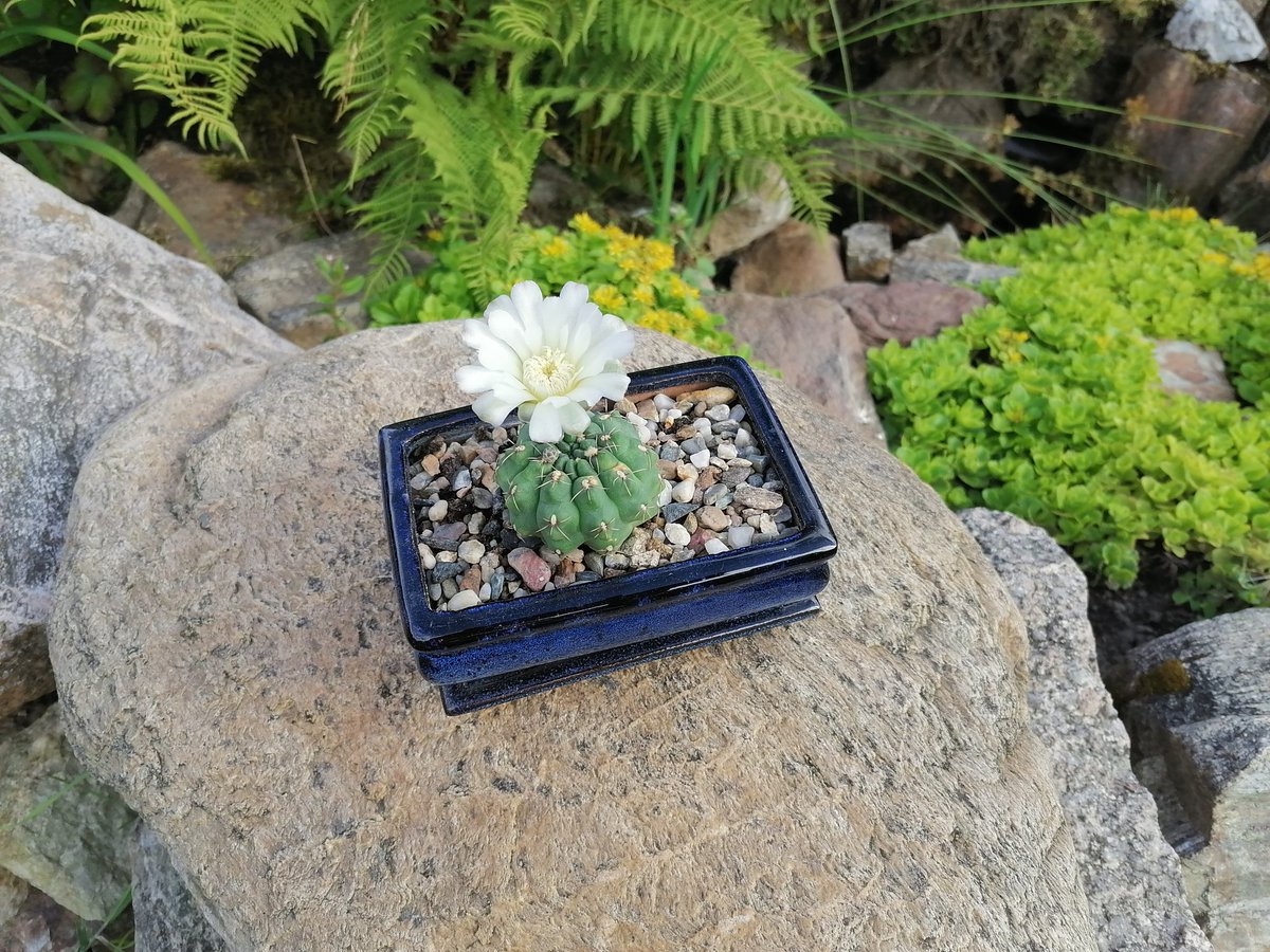 Martin936766240's tweet photo. Úterý 24.6.2025 🌵🌵🌵 https://t.co/9zG0AUzzGT