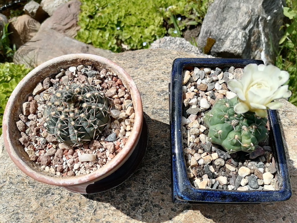 Martin936766240's tweet photo. Úterý 24.6.2025 🌵🌵🌵 https://t.co/9zG0AUzzGT