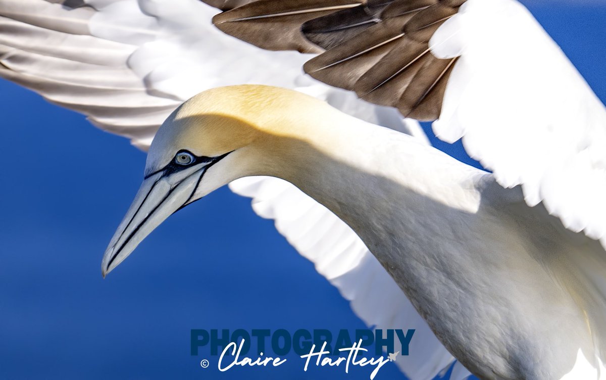 gannet <a href="/Bempton_Cliffs/">RSPB Bempton Cliffs</a> yesterday