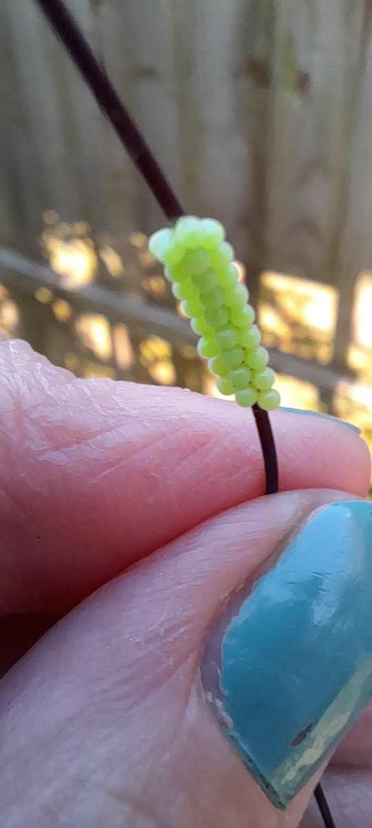 supajoolz's tweet photo. Wasn't sure what eggs they were - but now think they're Sheild Bug eggs.  On Passion Flower.  
#sheildbug #nature #insecteggs https://t.co/sZIBaDjwk7