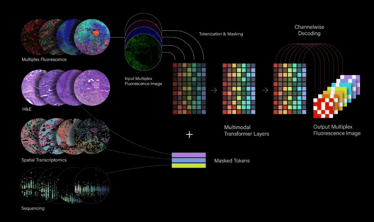 owl (@owl_posting) on Twitter photo started my new job! i will be doing a combination of ml engineering and writing at <a href="/NOETIK_ai/">NOETIK</a>. picture very related
tldr: we are building foundation models of tumor microenvironments to: 
1. stratify patients into responders/non responders for cancer therapy trials
2. inform started my new job! i will be doing a combination of ml engineering and writing at <a href="/NOETIK_ai/">NOETIK</a>. picture very related
tldr: we are building foundation models of tumor microenvironments to: 
1. stratify patients into responders/non responders for cancer therapy trials
2. inform