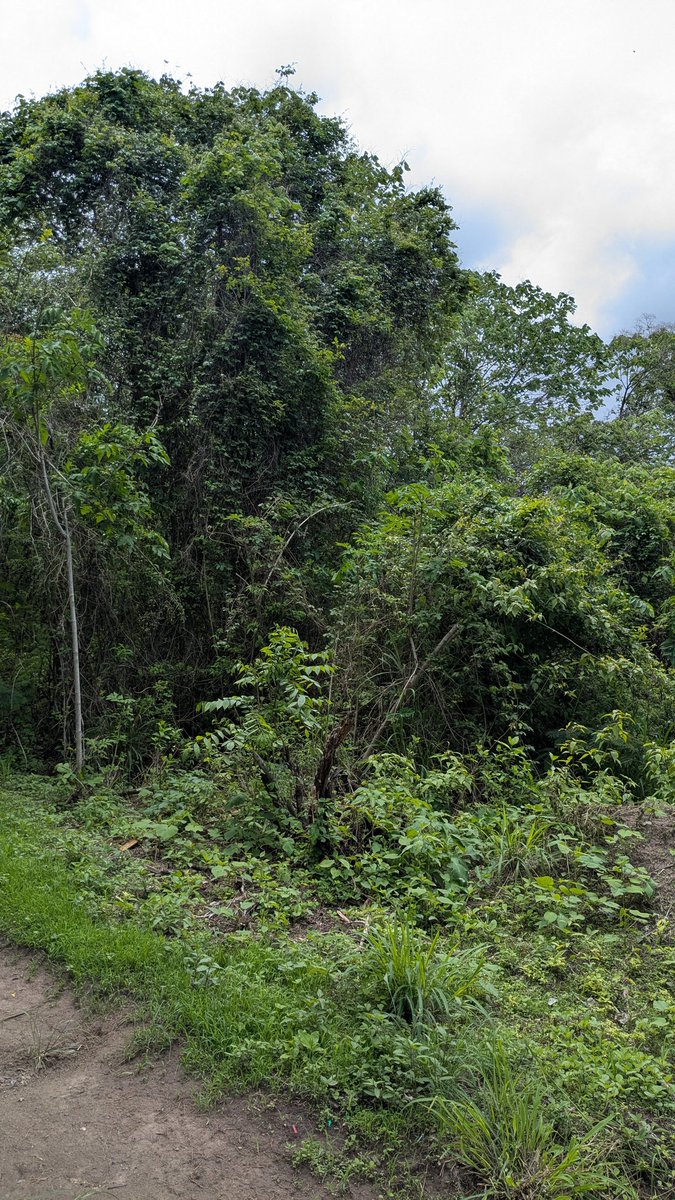 Sancahh's tweet photo. Pero si se desea tener una experiencia de aventuras extremas y entretenimiento "salvaje", la opción ideal es "Mundo Aventura" un parque ubicado a pocos minutos de Mazamitla, Jalisco.
#mexicotravel #mexico_amaizing https://t.co/3lTlMu5TEU