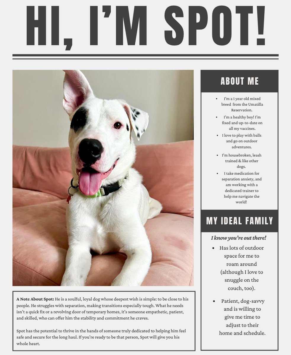 Sponsored Post

Hi, I'm Spot! 

This handsome 1-year-old boy is ready to find his forever family! Click 'available dogs' at Streetdoghero.org   

#AdoptDontShop #RescuelsMyFavoriteBreed #Oogsoflnstagram #AdoptMe