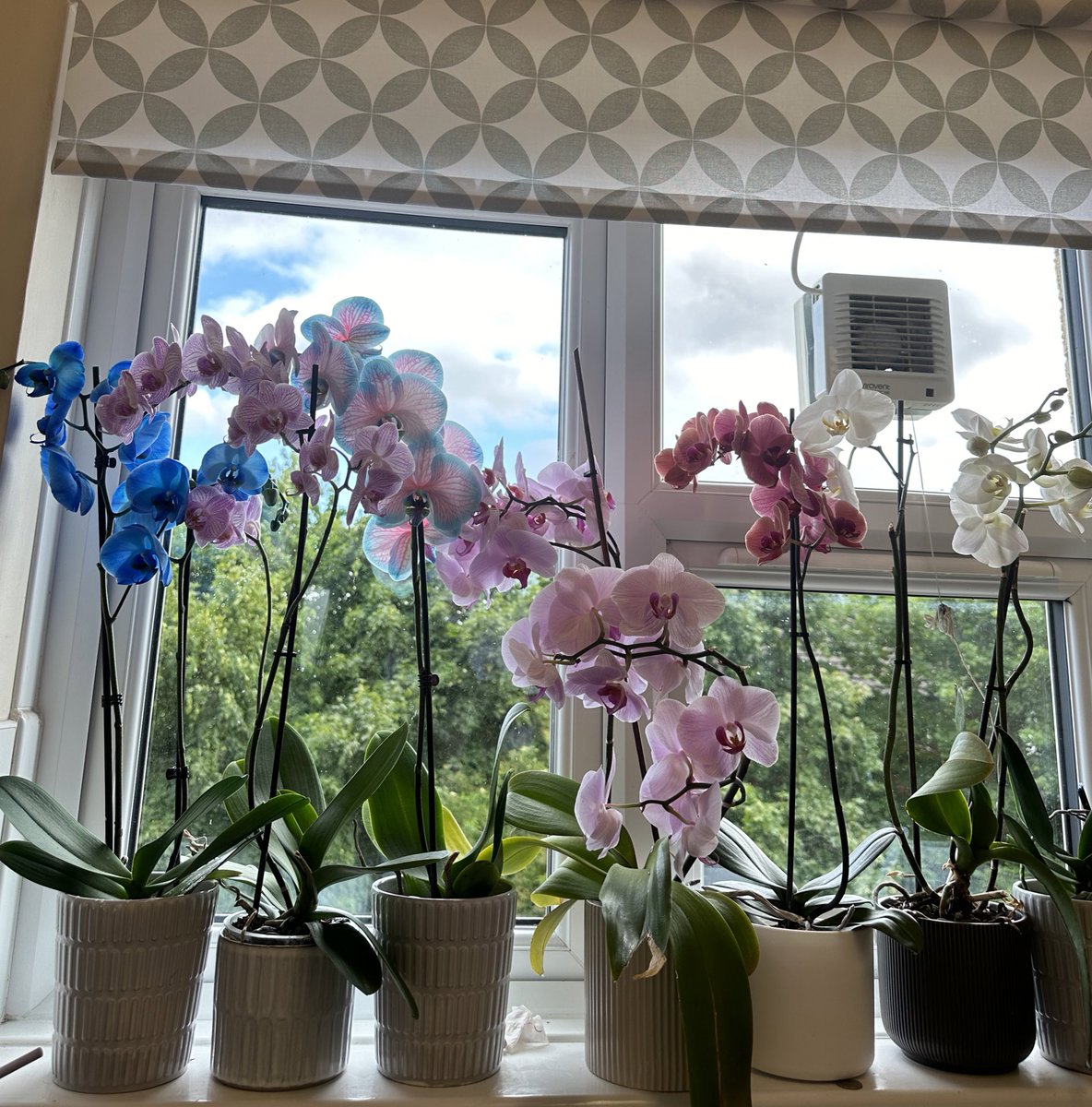 منو اُرکیده‌های قشنگم هنوز امید داریم.