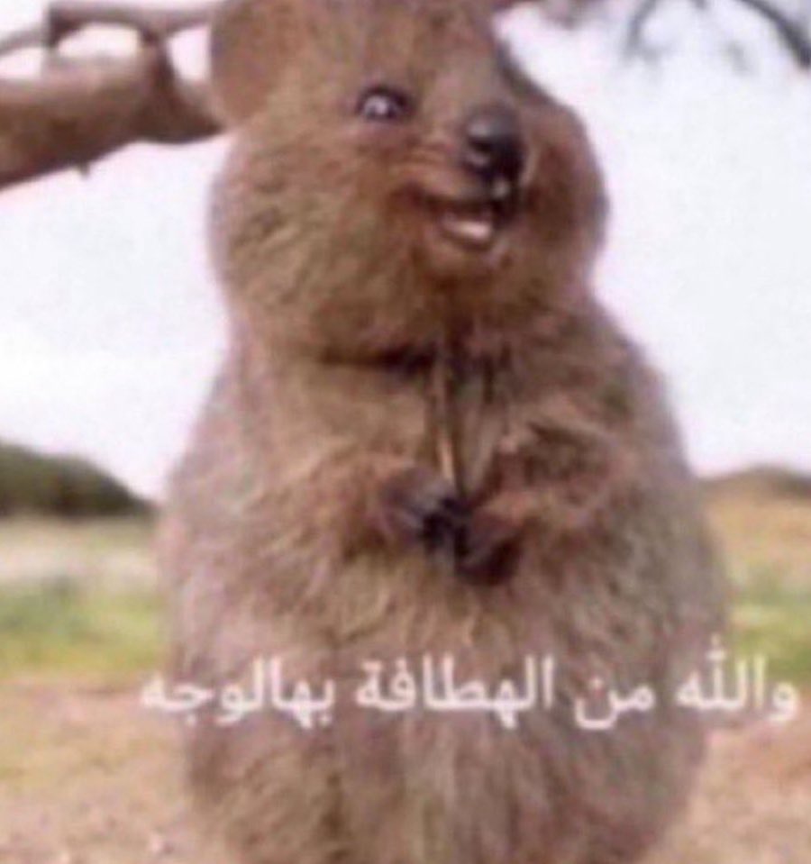 محمد tweet media