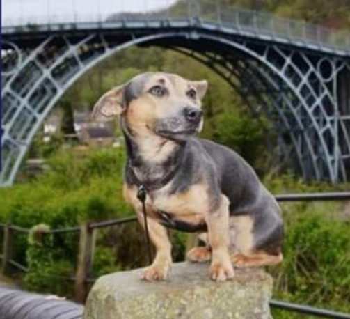 millypod1's tweet photo. 🆘14 Jun 2025 #Lost LOUIE #ScanMe
Jack Russell Terrier Male
Hunters Gate #MuchWenlock #Shropshire #TF13
LAST LOCATIONS 18/06/2025 SHIRLET SANITORIUM SHROPSHIRE. POSSIBLE SIGHTING ON 19/06/25 STATION RD ,DITTON PRIORS BUT NOT MATING DESCRIPTION.
https://t.co/7K6CZwjlLj https://t.co/GK8JfBKBUC