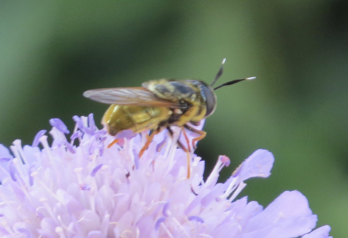Paul Cashmore (@pcashmore53) on Twitter photo Callicera aurata the Golden Longhorn Hoverfly nectaring on giant scabious in my Coventry garden this evening .This scarce Hoverfly is only my second after the first last year <a href="/StevenFalk1/">Steven Falk</a> Callicera aurata the Golden Longhorn Hoverfly nectaring on giant scabious in my Coventry garden this evening .This scarce Hoverfly is only my second after the first last year <a href="/StevenFalk1/">Steven Falk</a>