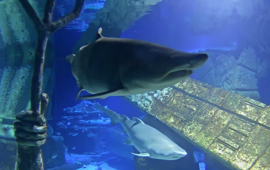 More live animal webcams in the database today.

Watch more shark, squirrel, dog, fish, giraffe &amp; bird live cams in Denmark, Greece, UK &amp; USA: animalwebcams.net

#pets #zoo #wildlife #loveanimals #PetLovers #AnimalLovers #animaloftheday