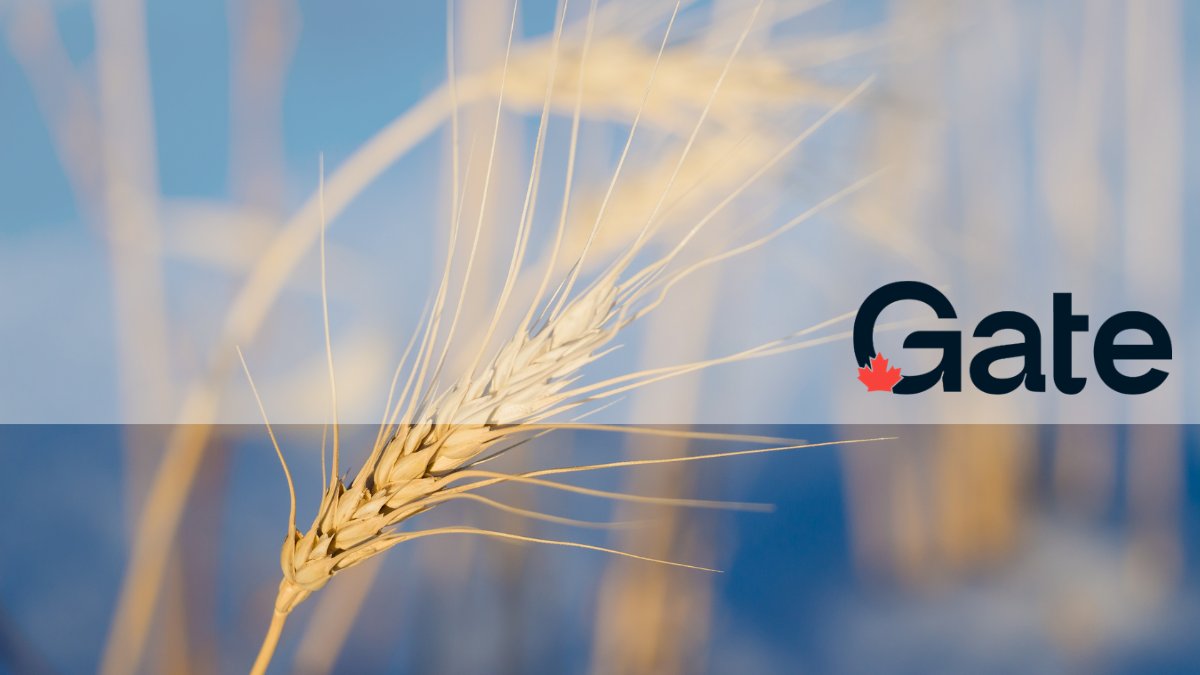 Gene Fraser, past vice-president of MacDon, has joined the Gate Capital Campaign Cabinet. The Cabinet is tasked with raising funds for the construction of a state-of-the-art hub for grains research, development, and innovation in downtown Winnipeg. cerealscanada.ca/release-gate-c…