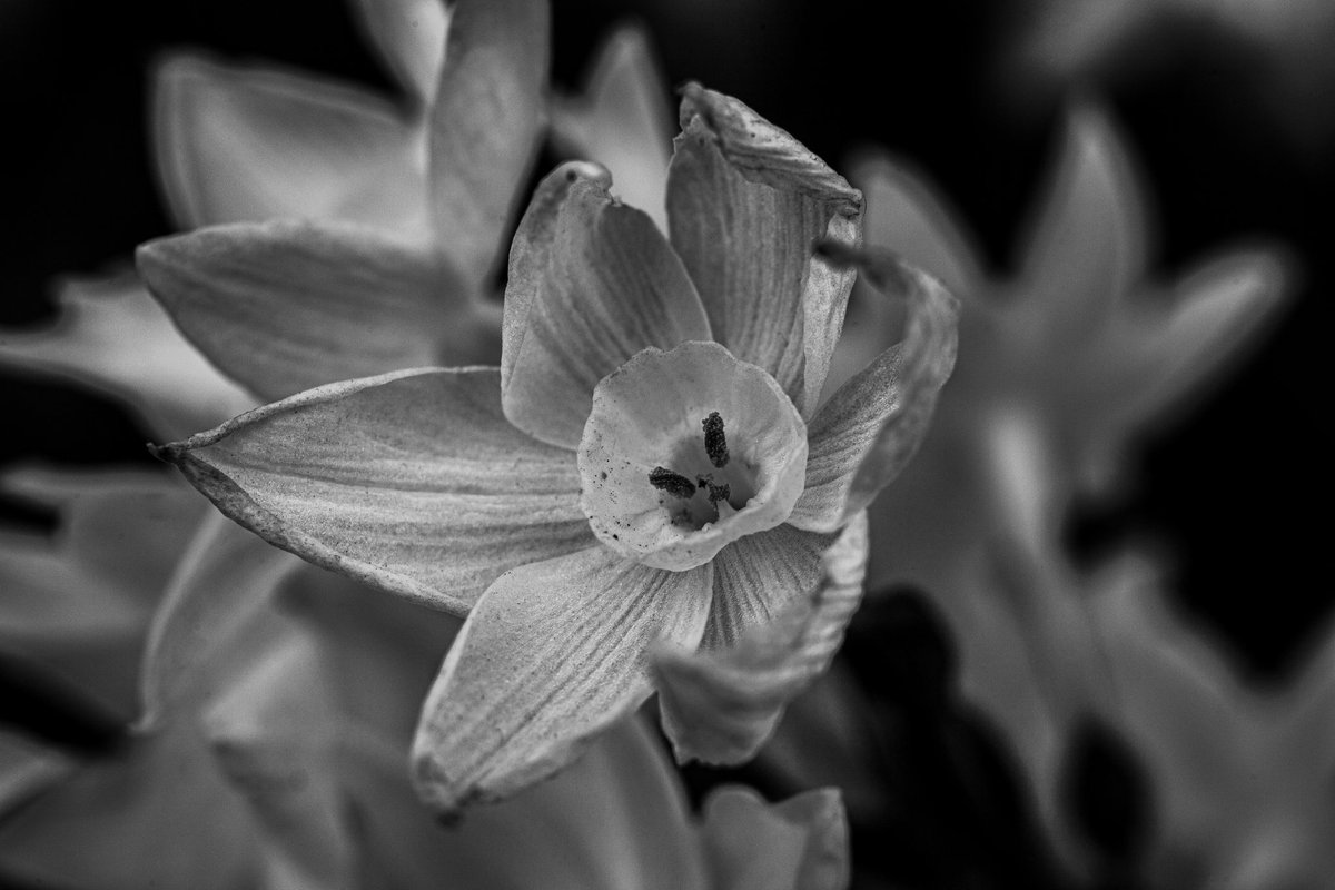 riverasegovia's tweet image. Juncos e otoño en invierno....

#carlosriverasegovia #bnw_demand #photography #FotoDelDia #poetry