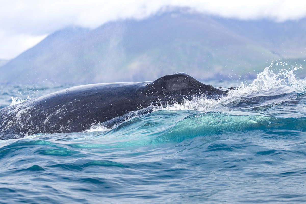 dunbar44's tweet image. A special day on Sunday in Dingle Bay, spotted Aquarius the orca then had 3 humpbacks feeding in the afternoon! Doesn&apos;t get much better than that! What a island we live on but we need to ensure these areas + key species like sprat and sand eels are protected and managed