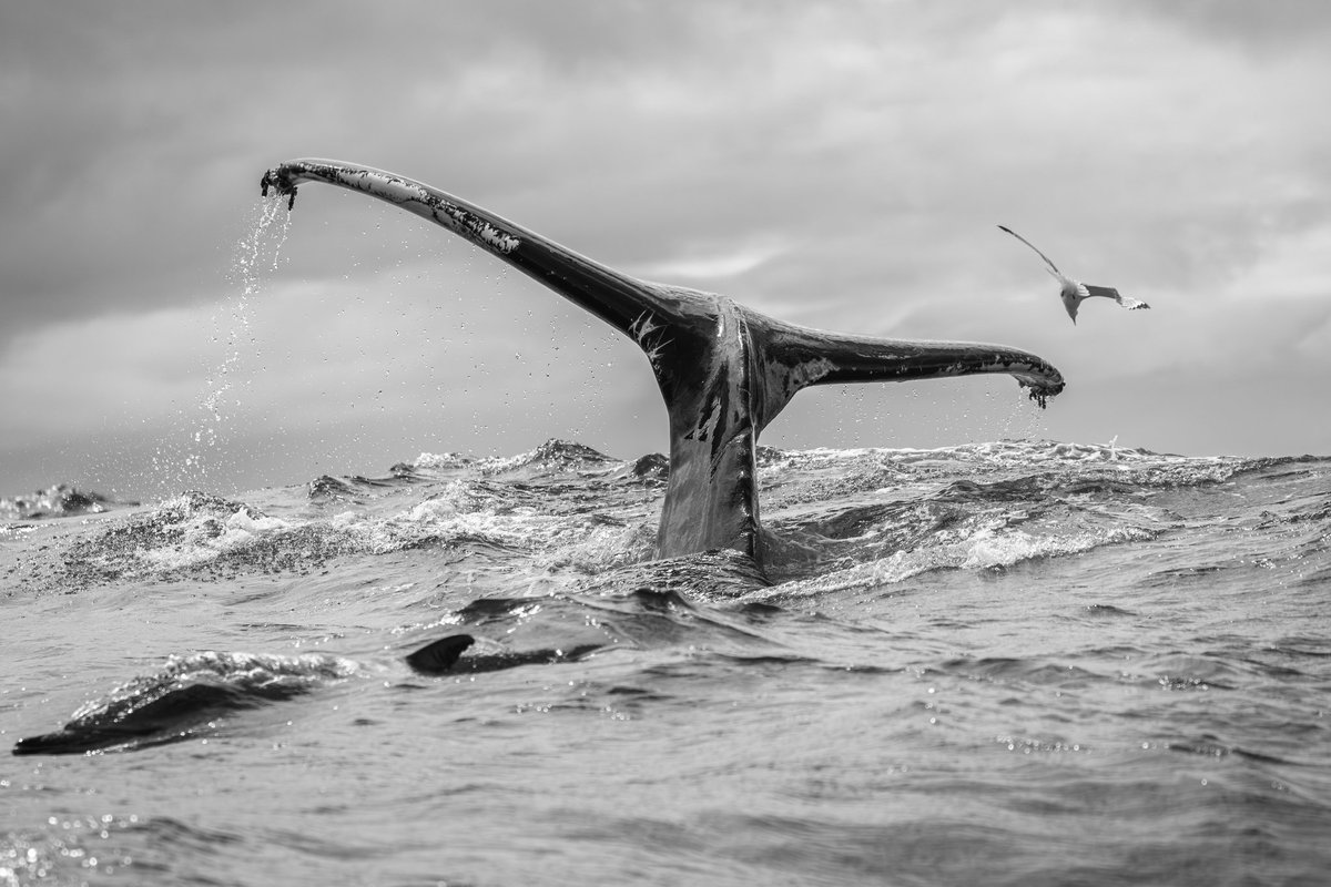dunbar44's tweet image. A special day on Sunday in Dingle Bay, spotted Aquarius the orca then had 3 humpbacks feeding in the afternoon! Doesn&apos;t get much better than that! What a island we live on but we need to ensure these areas + key species like sprat and sand eels are protected and managed