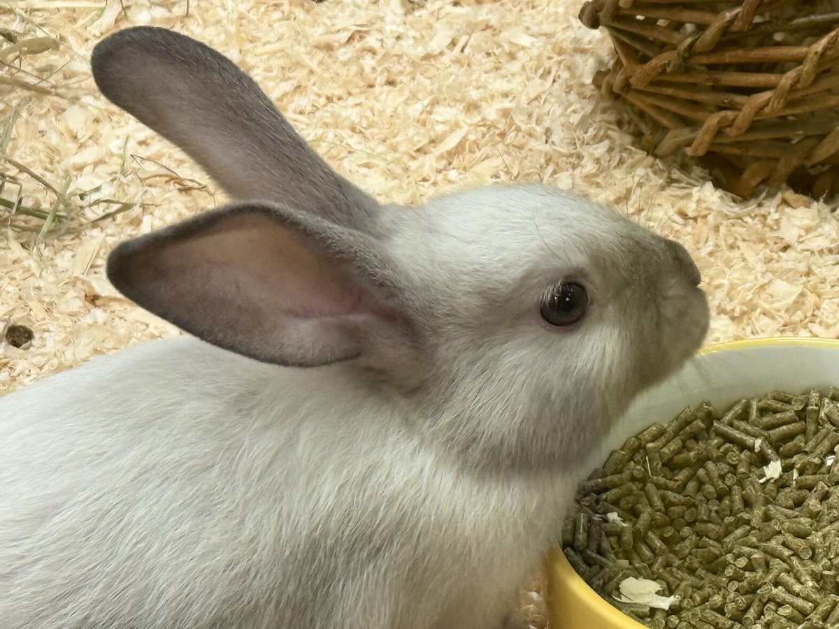 As you may know, I’m on a 3-year wait for an NHS #autism assessment, having been referred by both a GP &amp; therapist.

In the meantime, I am self-diagnosed #autistic. 

I and the bunny friends I met yesterday thank you for your kindness, patience, understanding &amp; friendship. 🐰🤗