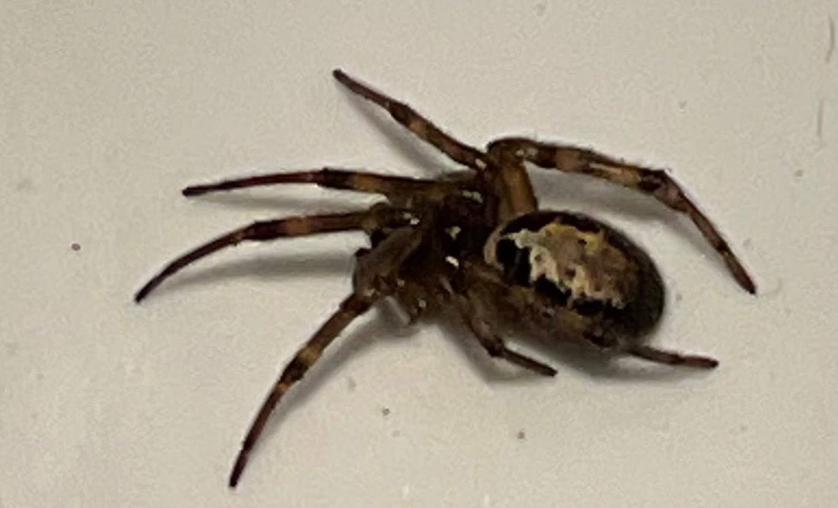 <a href="/BritishSpiders/">BAS</a> Help me out, is this a lace weaver or a false widow?