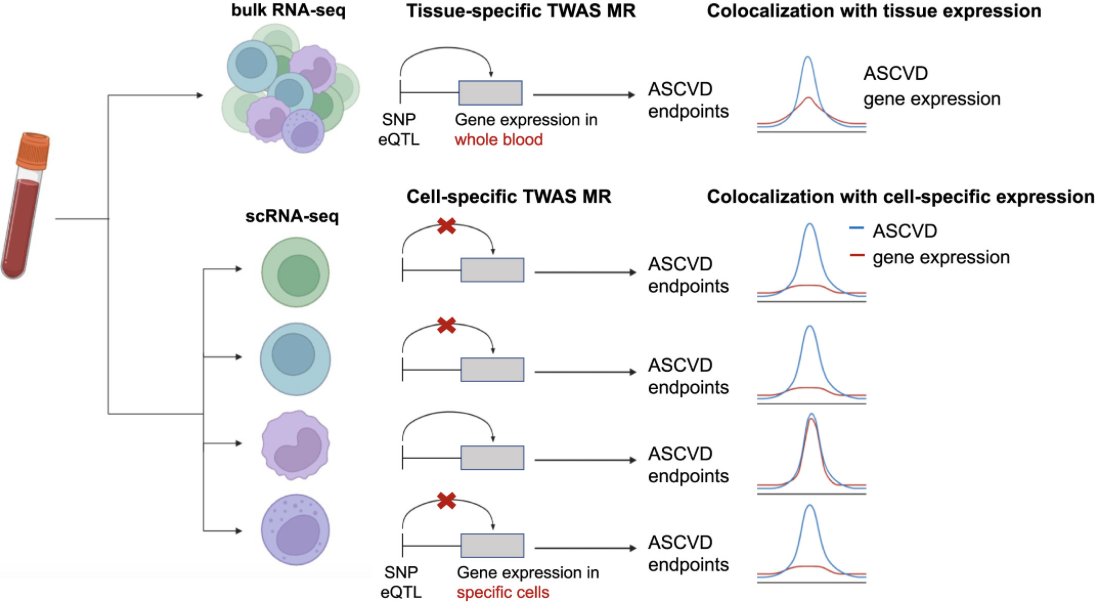 I often post how studying the effects of genetic variation on gene expression can reveal disease mechanisms &amp; novel drug targets🧬--&gt;💊

Our paper at <a href="/AJHGNews/">AJHG</a> links disease GWASs with single-cell gene expression to uncover cell-specific drivers of atherosclerosis👇[1/9]