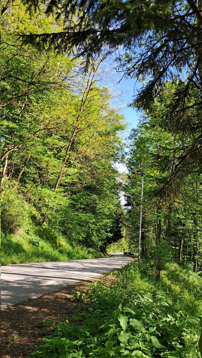 Waldweg. Mischwalld. In der Natur Unterwegs.Handyfoto Samsung.