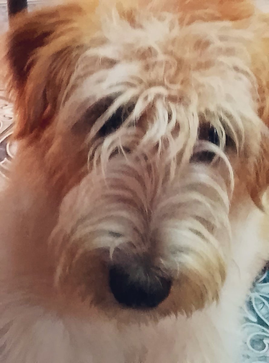 Chicos lindos ayudamos a esta bella Cachorrita para q tenga familia?, Hermosa y regalona cachorra de 1 año, talla mediana a pequeña, pesa 15k, ya no crece más, se entrega vacunada, desparasitada y esterilizada, es una maravillosa compañera, muy tierna, habilosa y dócil. 
Stgo.