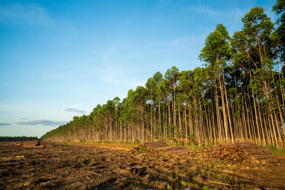 MutanteOrg tweet media