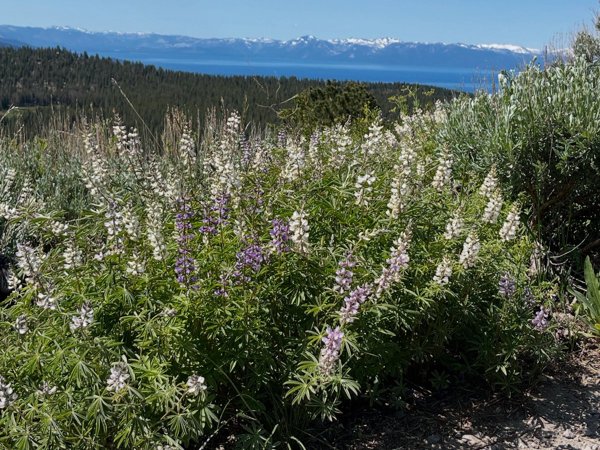 Lupine starting to bloom along Relay Peak Rd on Mt. Rose, with a beautiful view of Lake Tahoe.
