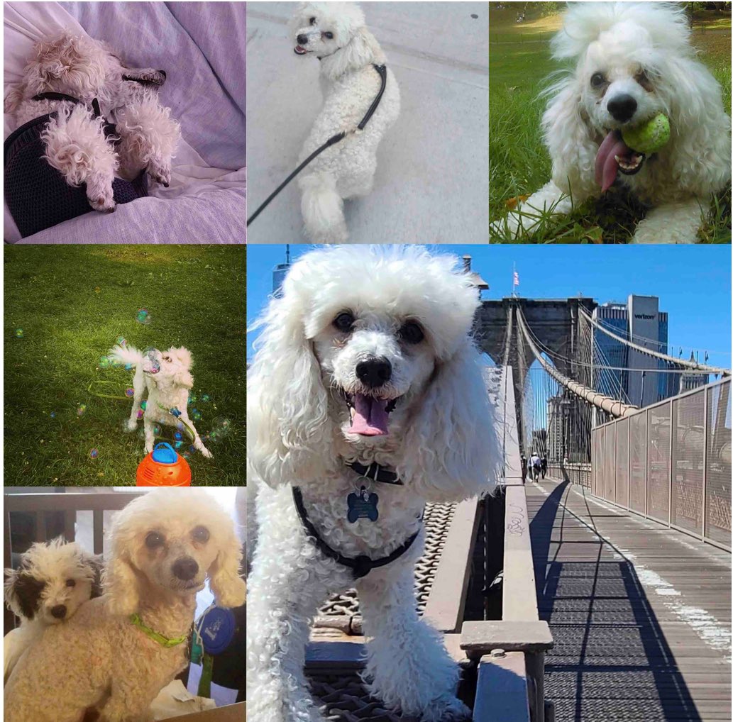 lovepuffprince's tweet photo. With great sadness I regret to inform you of the passing of Prince the Love Puff Poodle🐾 Prince was the absolute best super awesome amazing soul dog ever and will be dearly missed by his loved ones, friends and community 🐾🐩🐾🙌 February 25,2011-June 9,2025 https://t.co/bPTZ0tJHDr