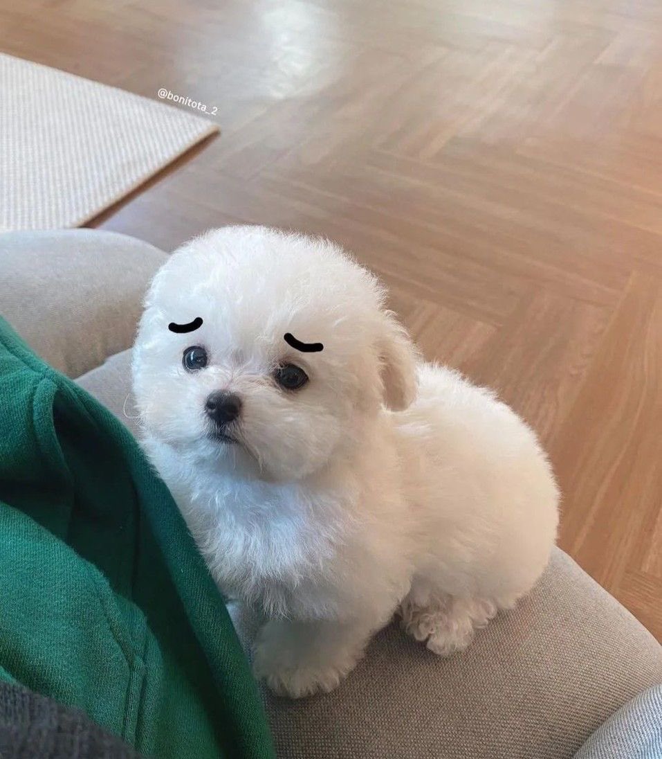 💖 (@twaniimals) on Twitter photo 