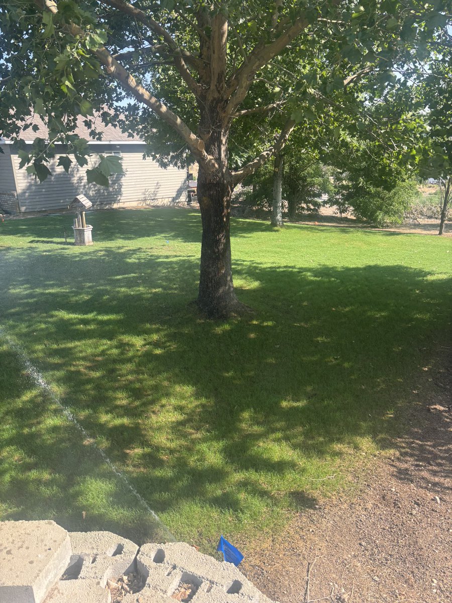 traviserose11's tweet photo. Day 13 after hydroseeding my yard, and things are coming along nicely. #simplotturf https://t.co/0TYYGuZeDy