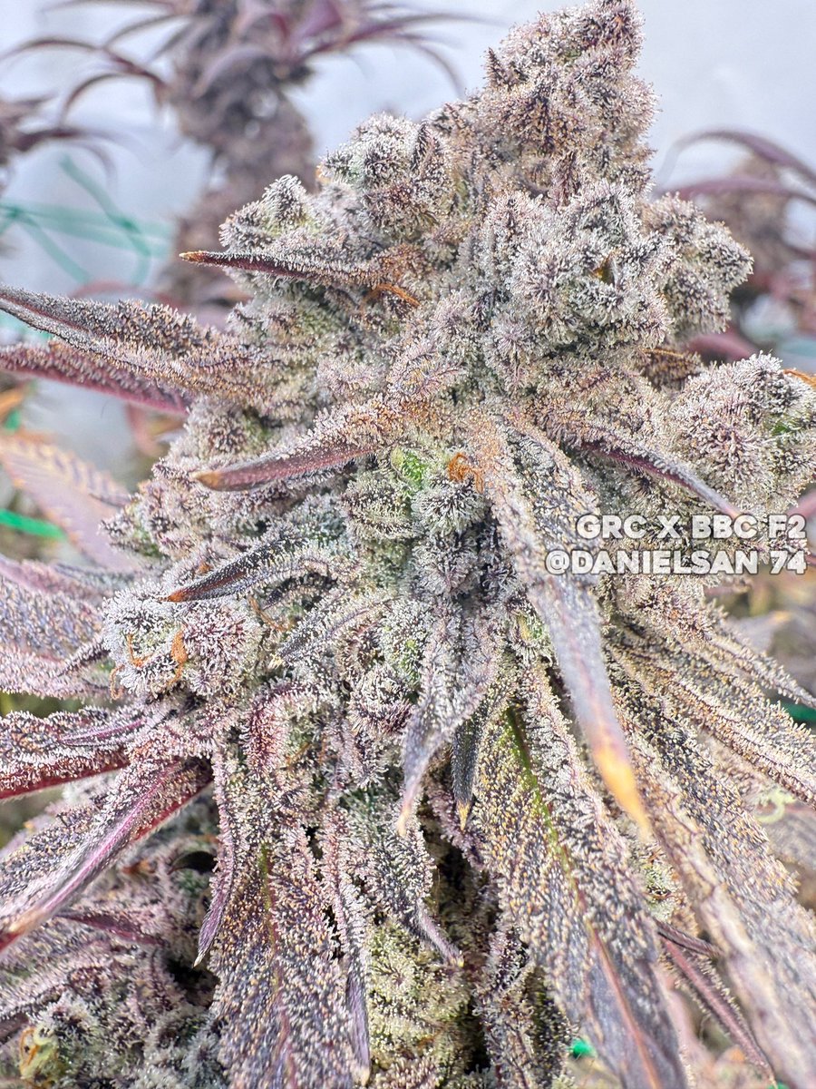 GRC x BBC F2 🔥
Grown/Photo by DanielSan 74 (Discord)
Bred by #SquareOneGenetics

#cannabis #cannabiscultivation #nugshot