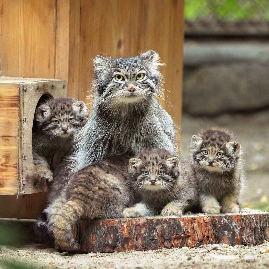 Daily Manul tweet media