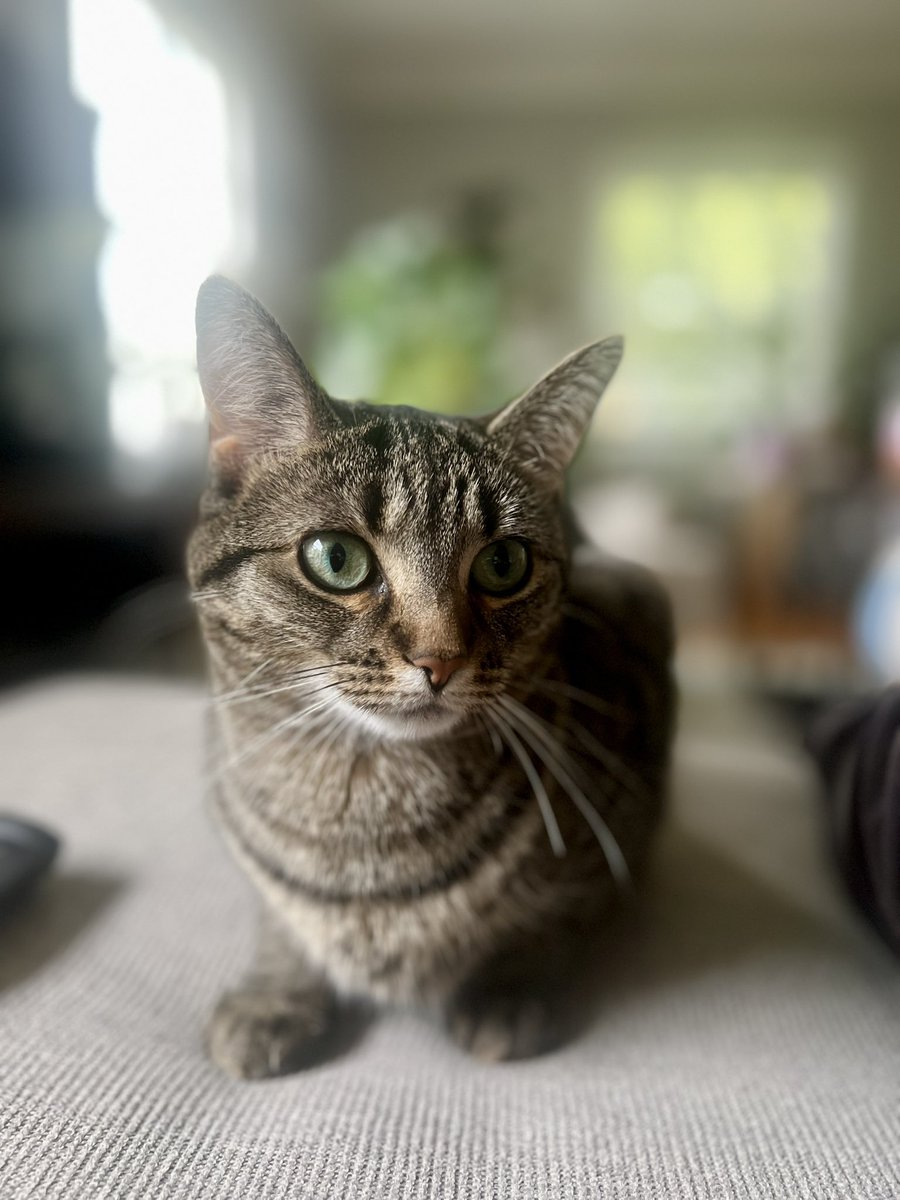 SamPlaysGolf's tweet image. Cat.