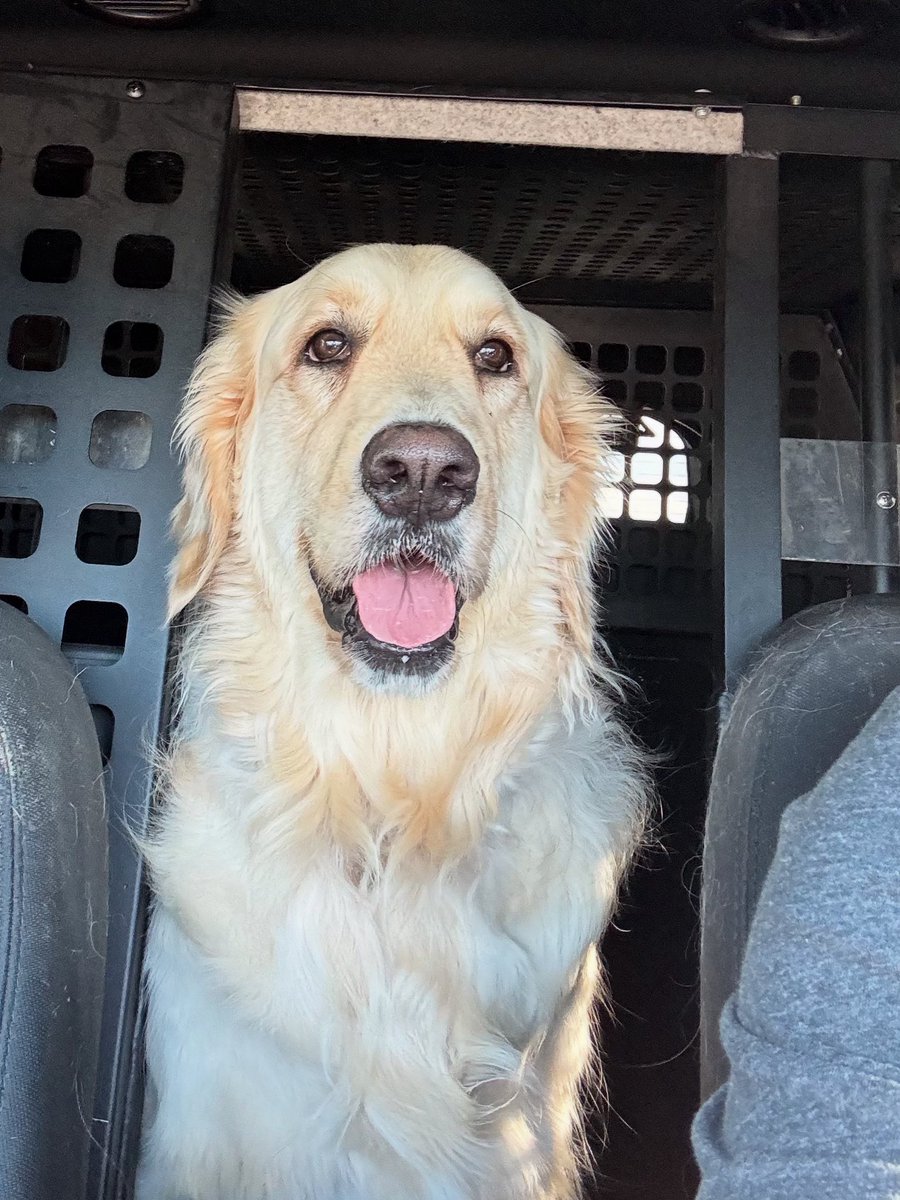 Bug makes a difference….#therapydog #firstresponderspack #goldenretriever #peersupport #giveback #makeadifference