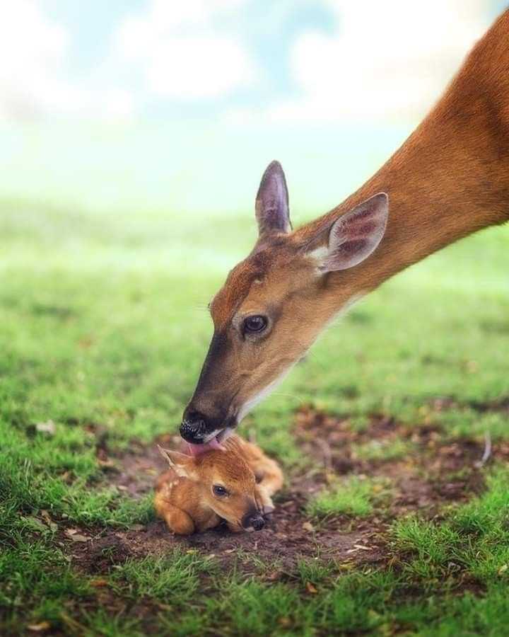 tanosiisupi_bot's tweet image. Love, its headwaters is Creation, constantly circulates through the world of life, so that beings become happy.

創造を源流とする愛は、生命の世界を絶えず循環しています。存在達が幸せになれるように。
#love #愛 #TheCreator #創造者
RP @Scarlett_Harrow