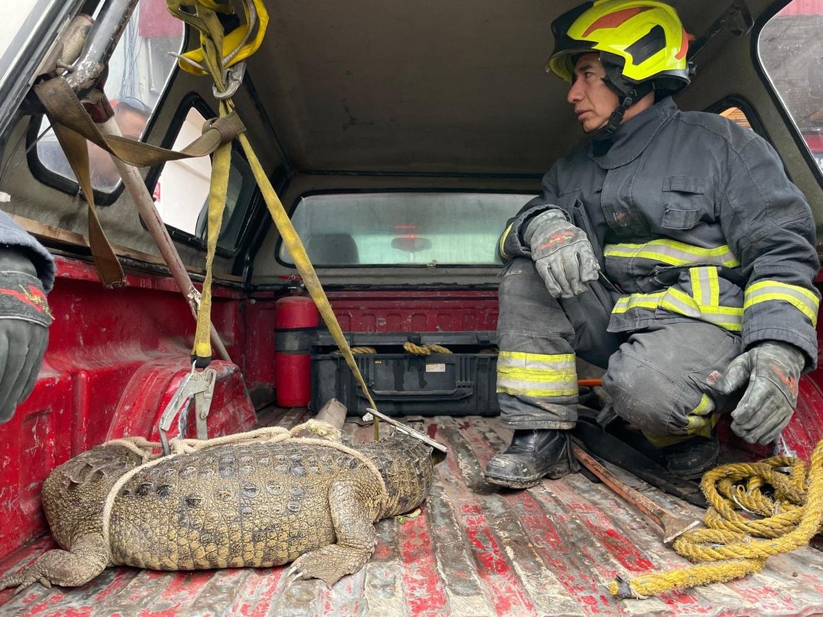 Trafico_Puebla's tweet photo. 😱🐊 Vecinos capturaron un cocodrilo de 1.5 metros que deambulaba por calles de la colonia Ampliación Santa Rosa, en Cuautitlán Izcalli, Estado de México.

🚒 Bomberos acudieron al lugar para asegurar al animal y trasladarlo a la Unidad de Bienestar Animal, en coordinación con la Dirección de Sustentabilidad y Medio Ambiente. 🌍

#Noticias #TráficoPuebla #Edomex #CuautitlánIzcalli
📹: La red.