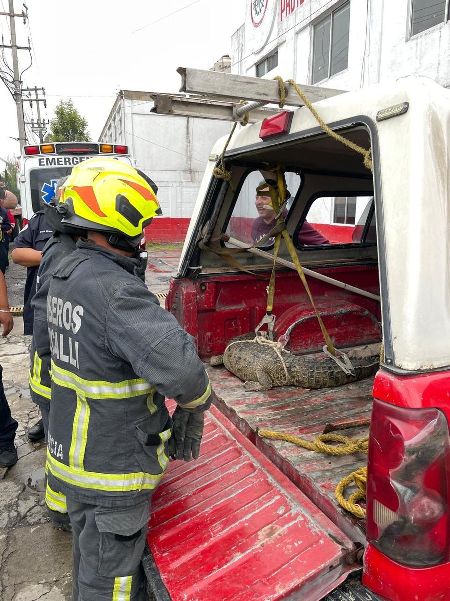 Trafico_Puebla's tweet photo. 😱🐊 Vecinos capturaron un cocodrilo de 1.5 metros que deambulaba por calles de la colonia Ampliación Santa Rosa, en Cuautitlán Izcalli, Estado de México.

🚒 Bomberos acudieron al lugar para asegurar al animal y trasladarlo a la Unidad de Bienestar Animal, en coordinación con la Dirección de Sustentabilidad y Medio Ambiente. 🌍

#Noticias #TráficoPuebla #Edomex #CuautitlánIzcalli
📹: La red.