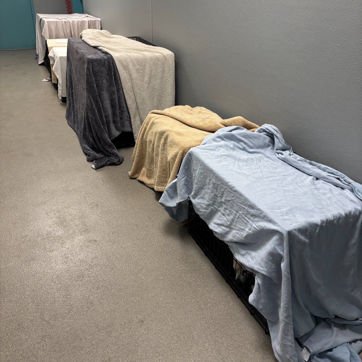 There’s no more room. Pop-up crates now line the hallways, and 30 dogs will sleep in them tonight.

With 555 dogs in our care and more arriving each day, we’re in a life-or-death space crisis.

We’re doing everything we can to avoid euthanasia for space - but we need your help.