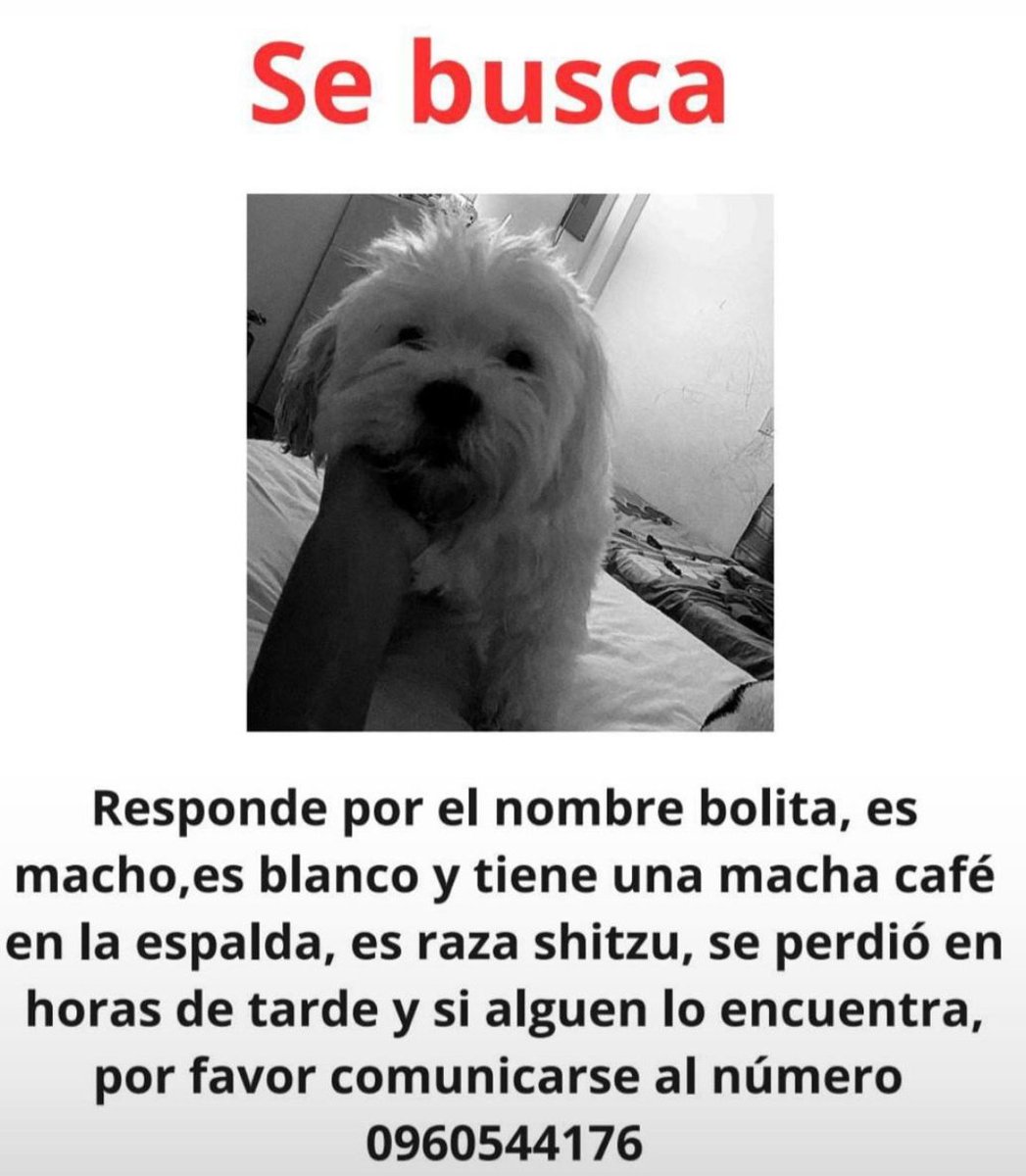 AlertaMePerdi's tweet photo. #PERDIDO #GUAYAQUIL
Nombre: #BOLITA
Fecha: 22/06/25
Sector: Sur, 34ava. y Cuenca
Sexo: Macho
Raza: Shih Tzu
Obsv.: Tiene una mancha café en su espalda
Contacto: 0960544176
¡Ayúdalo a volver con su familia!
#AlertaMePerdí https://t.co/aTLiNfaHo0