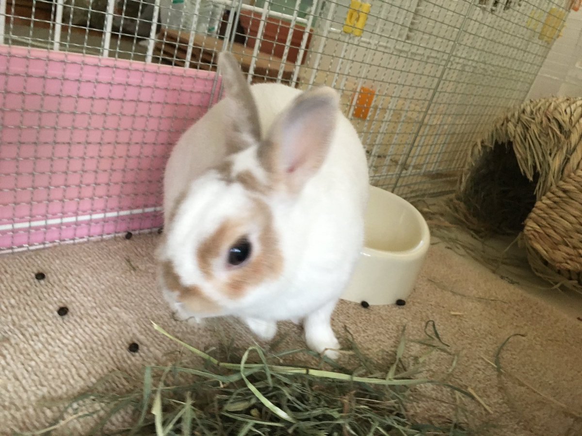 🐰健康チェック●🔍🐇
#月兎コニト