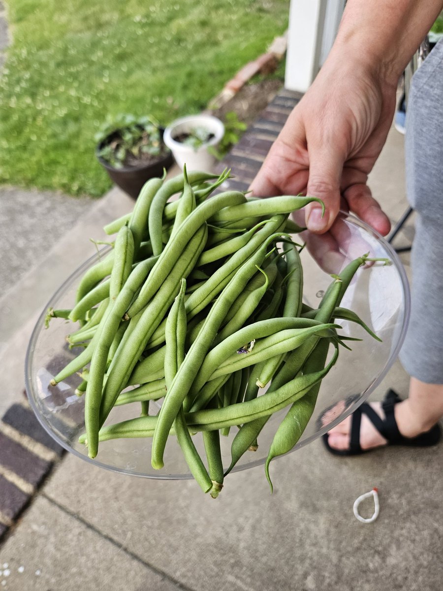 Tonight's bean haul brings us up to a full pound of beans in 2 days.