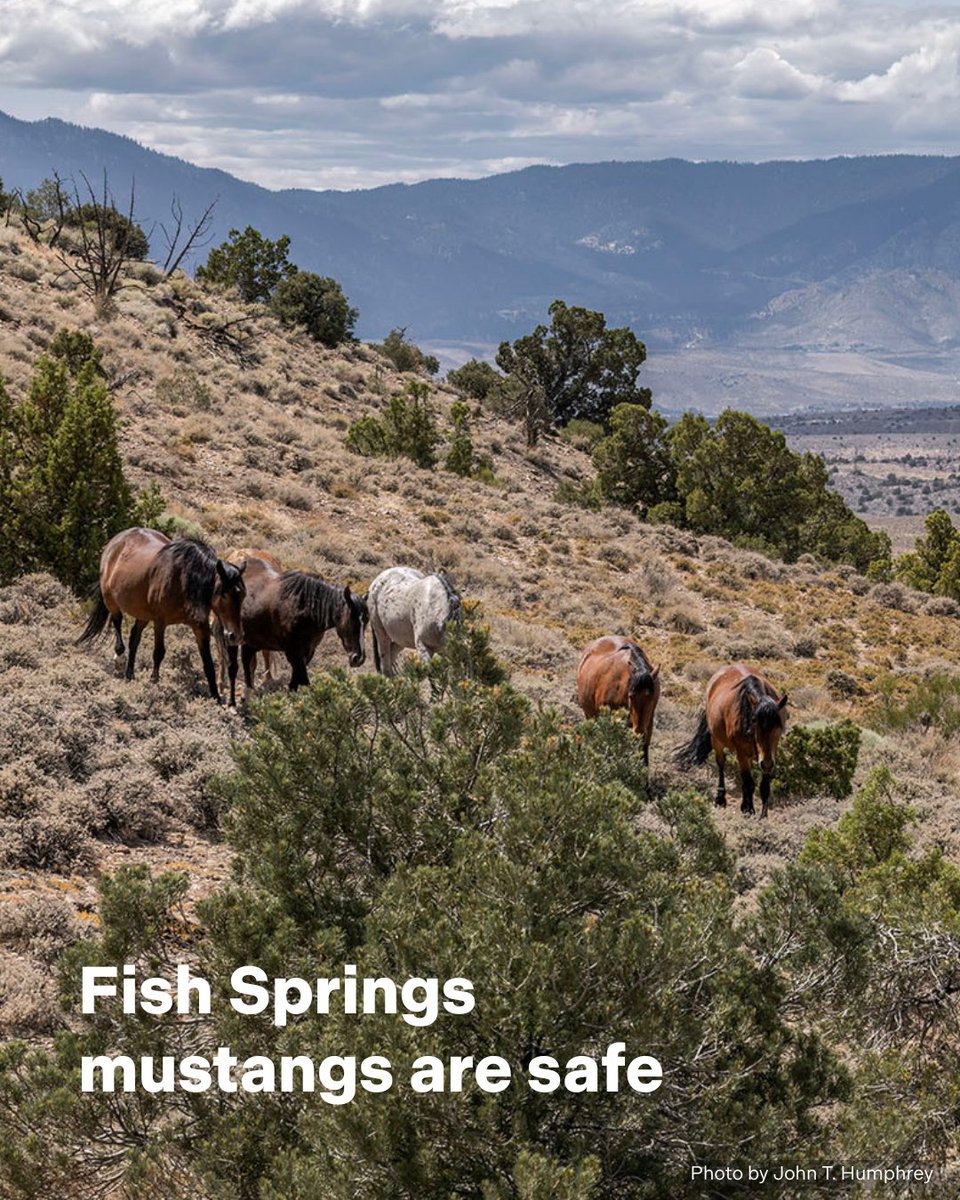 🔥 Conner Fire Update (NV): A fast-moving wildfire ignited 6/20 near Gardnerville, burning 17,700 acres. It has impacted 1,400 acres of AWHC’s Fish Springs Land Preserve—but the wild horses are safe. 🙏 The fire is now 51% contained. Restoration efforts are ahead. Stay tuned 🤞
