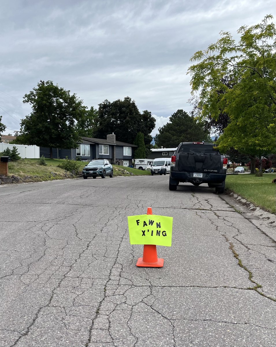 sallymauk's tweet image. I live in a very conscientious neighborhood.
#fawnseason
