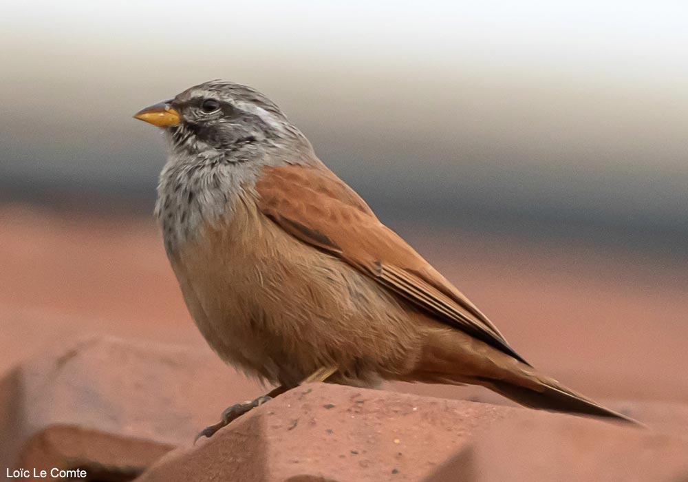 Une population d'au moins 18 Bruants du Sahara (Emberiza sahari) a été recensée à Algésiras, en Andalousie (Espagne), en décembre 2024 ➡️ Cliquez sur ce lien pour en savoir plus : ornithomedia.com/breves/une-pop…
#oiseaux #birds #ornithologie #ornithology <a href="/Tumbabuey/">TUMBABUEY</a> <a href="/InfoUMA/">Universidad de Málaga</a>
