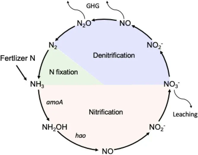 Did you know #sorghum roots secrete a natural compound that helps keep #nitrogen in the soil? This review explores how #sorgoleone could improve #NUE and cut #pollution from #fertilizers.
Read the full article here: doi.org/10.1002/csc2.7…