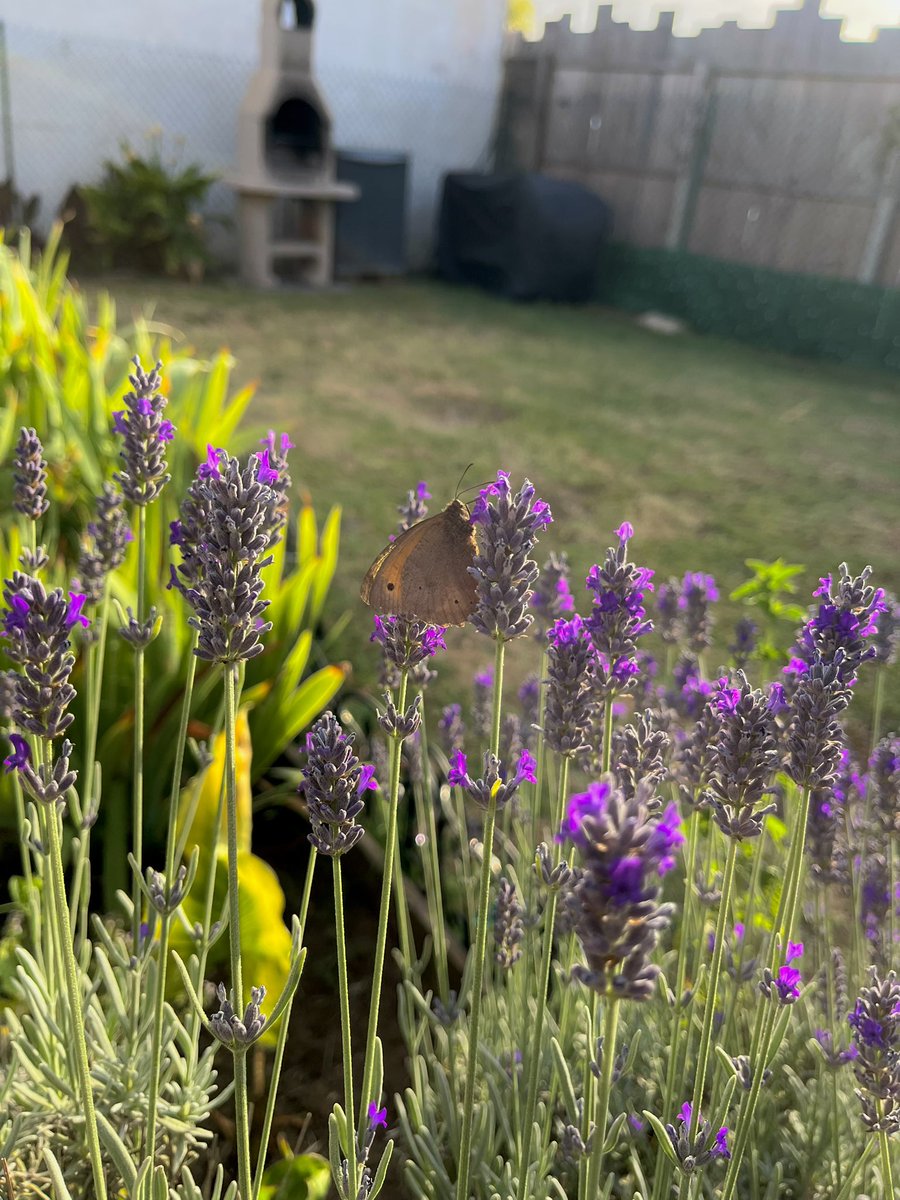 your knight 𓆟 tweet media