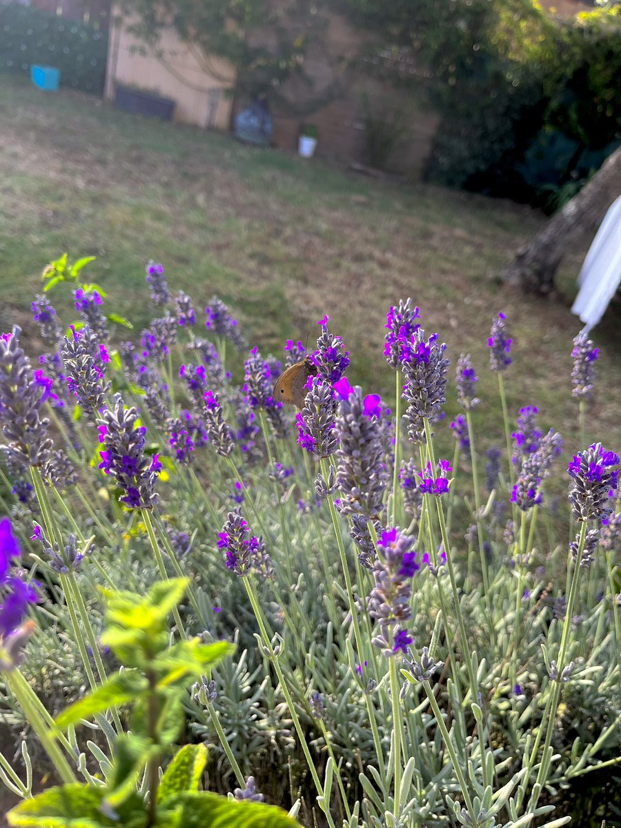 your knight 𓆟 tweet media