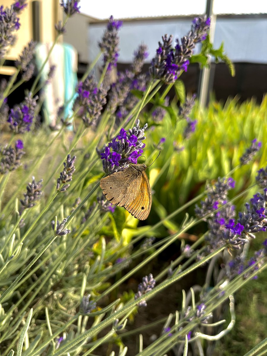 your knight 𓆟 tweet media