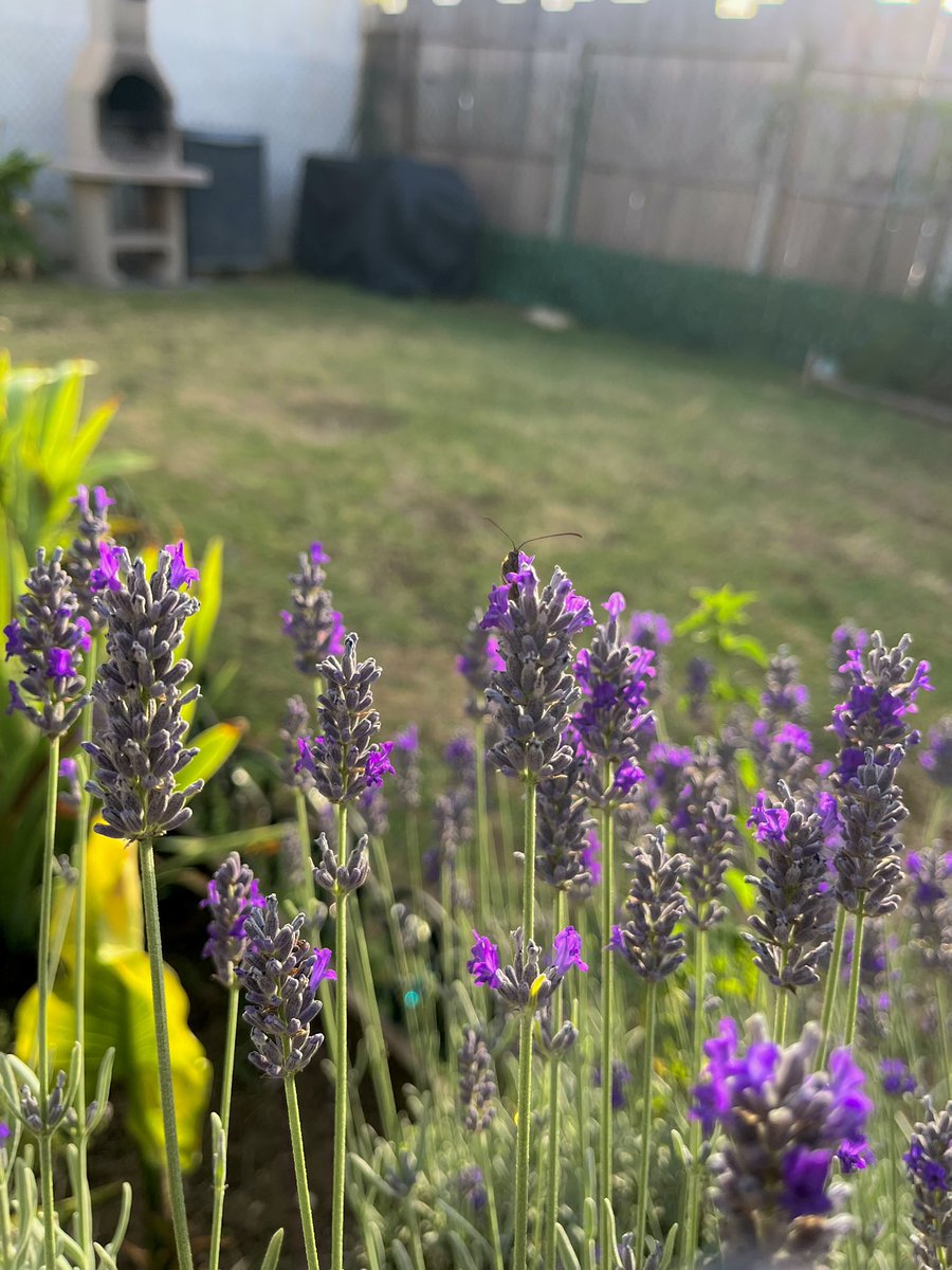 your knight 𓆟 tweet media